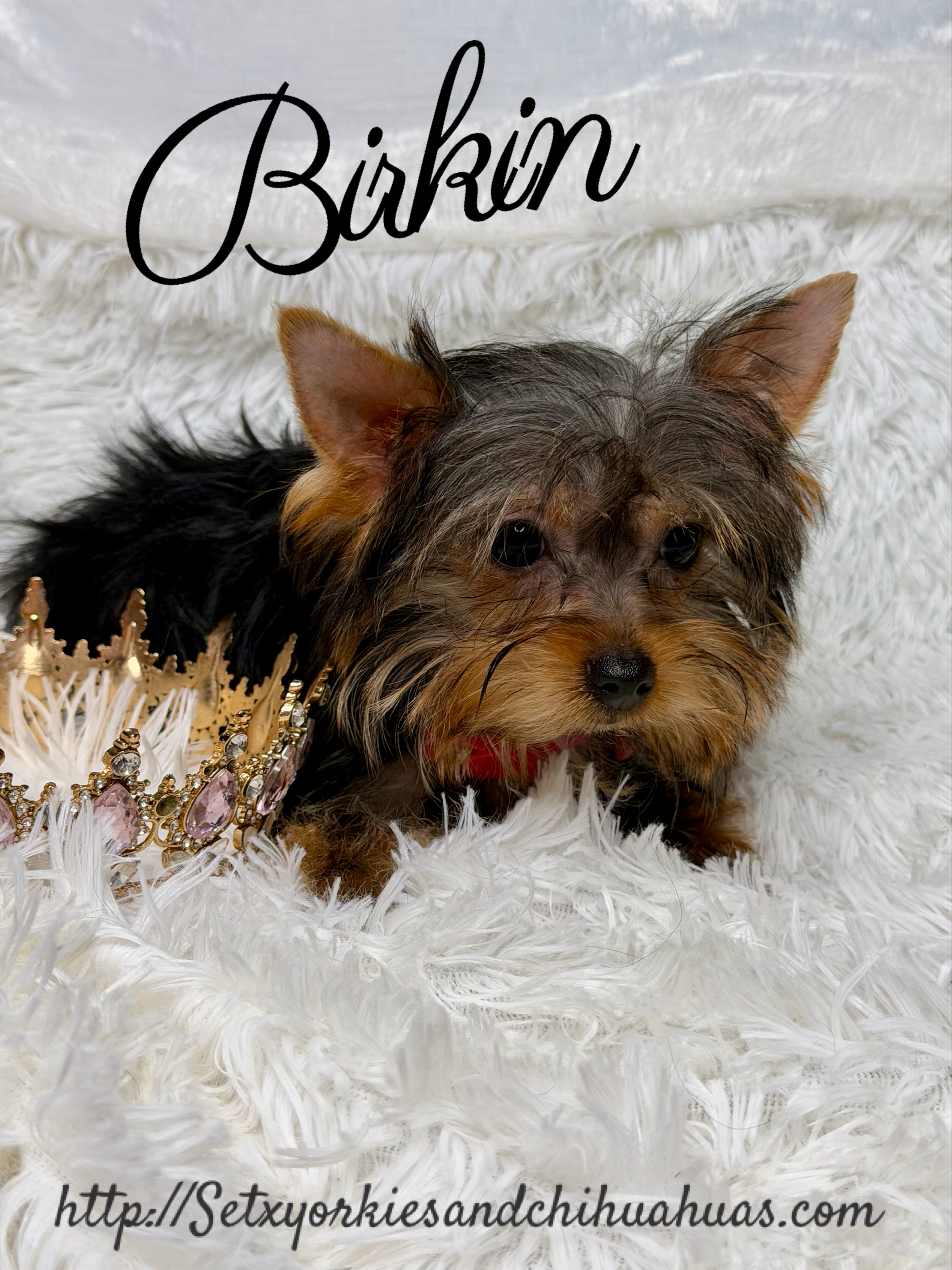 Southeast Texas Yorkies and Chihuahua Puppies for sale