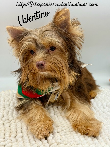 Southeast Texas Yorkies and Chihuahua Puppies for sale