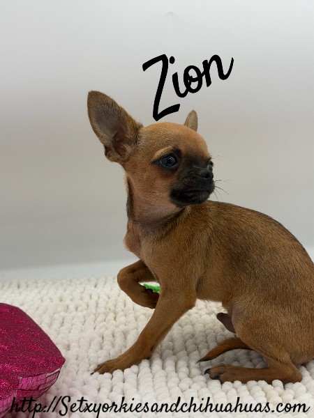 Southeast Texas Yorkies and Chihuahua Puppies