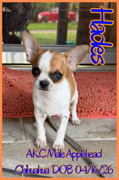 Southeast Texas Yorkies and Chihuahua Puppies for sale