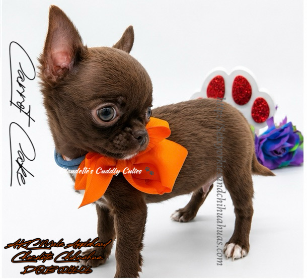 Southeast Texas Yorkies and Chihuahua Puppies for sale