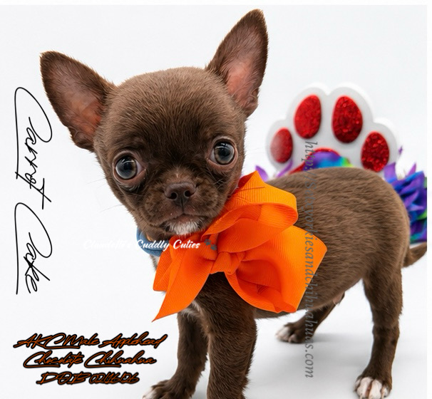Southeast Texas Yorkies and Chihuahua Puppies for sale