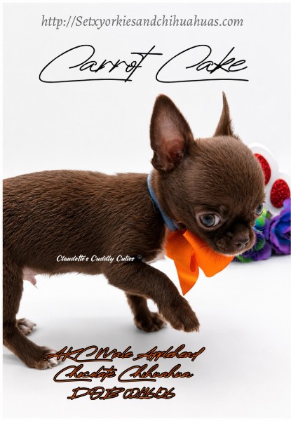 Southeast Texas Yorkies and Chihuahua Puppies for sale