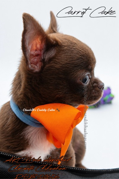 Southeast Texas Yorkies and Chihuahua Puppies