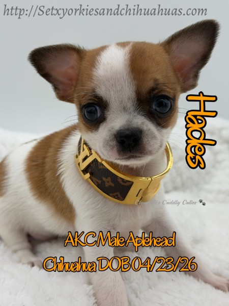 Southeast Texas Yorkies and Chihuahua Puppies