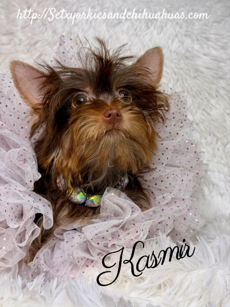 Southeast Texas Yorkies and Chihuahua Puppies for sale