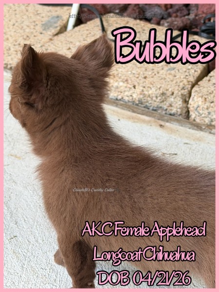 AKC Registered Yorkie and Chihuahua puppies - Southeast Texas Angel Face Yorkies and Charming Chihuahuas 