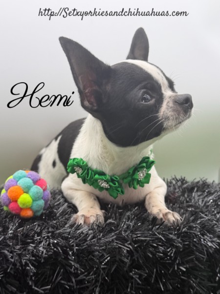 AKC Registered Yorkie and Chihuahua puppies - Southeast Texas Angel Face Yorkies and Charming Chihuahuas 