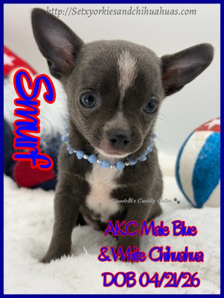 Southeast Texas Yorkies and Chihuahua Puppies for sale
