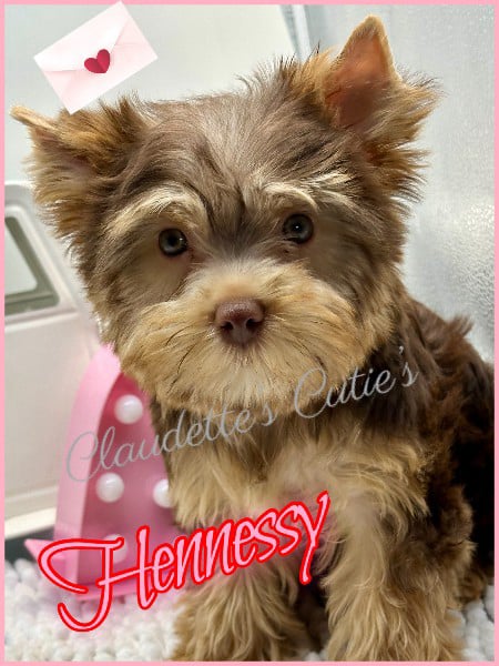 Southeast Texas Angel Face Chihuahua and Yorkie Puppies