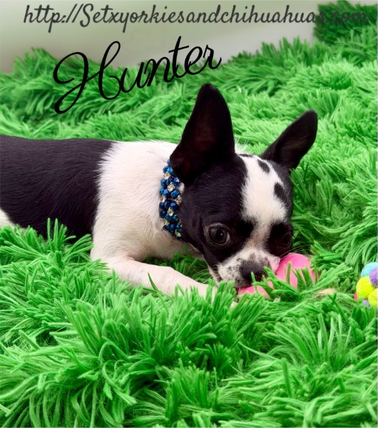 Southeast Texas Yorkies and Chihuahua Puppies for sale