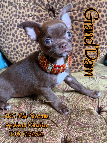 Southeast Texas Yorkies and Chihuahua Puppies for sale