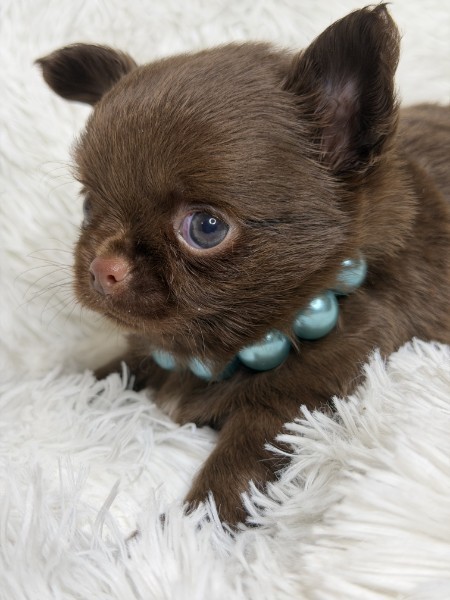 Southeast Texas Yorkies and Chihuahua Puppies