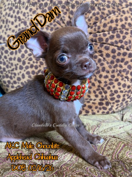 Southeast Texas Yorkies and Chihuahua Puppies for sale
