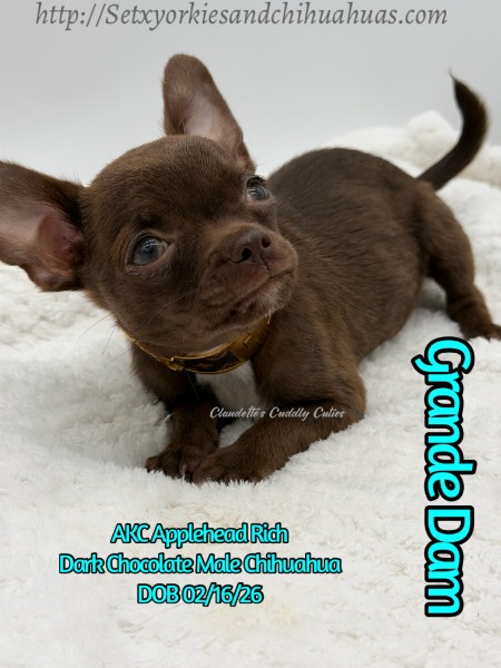 Southeast Texas Yorkies and Chihuahua Puppies for sale