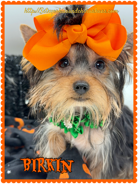 Southeast Texas Yorkies and Chihuahua Puppies for sale