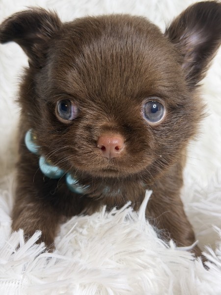 Southeast Texas Yorkies and Chihuahua Puppies for sale