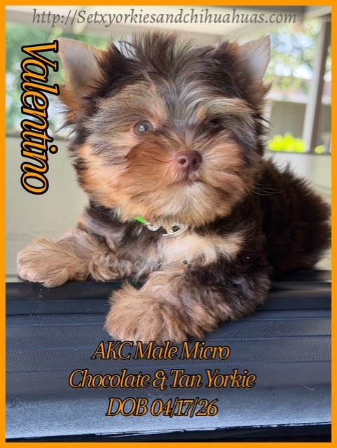 Southeast Texas Yorkies and Chihuahua Puppies for sale
