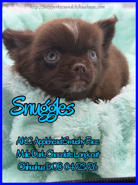 Southeast Texas Yorkies and Chihuahua Puppies for sale