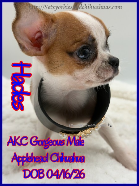 Southeast Texas Yorkies and Chihuahua Puppies for sale