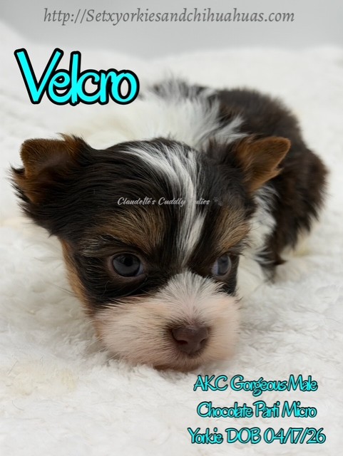 Southeast Texas Yorkies and Chihuahua Puppies for sale