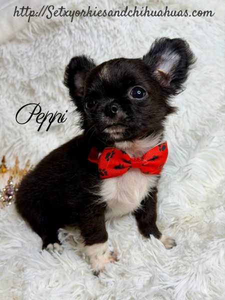 Southeast Texas Yorkies and Chihuahua Puppies for sale