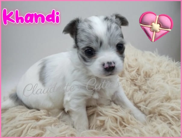 Southeast Texas Angel Face Chihuahua and Yorkie Puppies