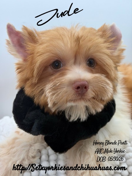 AKC Registered Yorkie and Chihuahua puppies - Southeast Texas Angel Face Yorkies and Charming Chihuahuas 