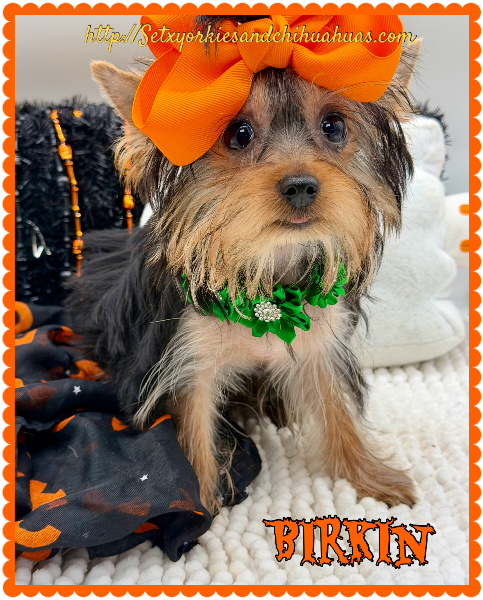 AKC Registered Yorkie and Chihuahua puppies - Southeast Texas Angel Face Yorkies and Charming Chihuahuas 