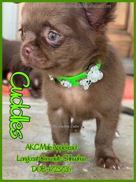 Southeast Texas Yorkies and Chihuahua Puppies