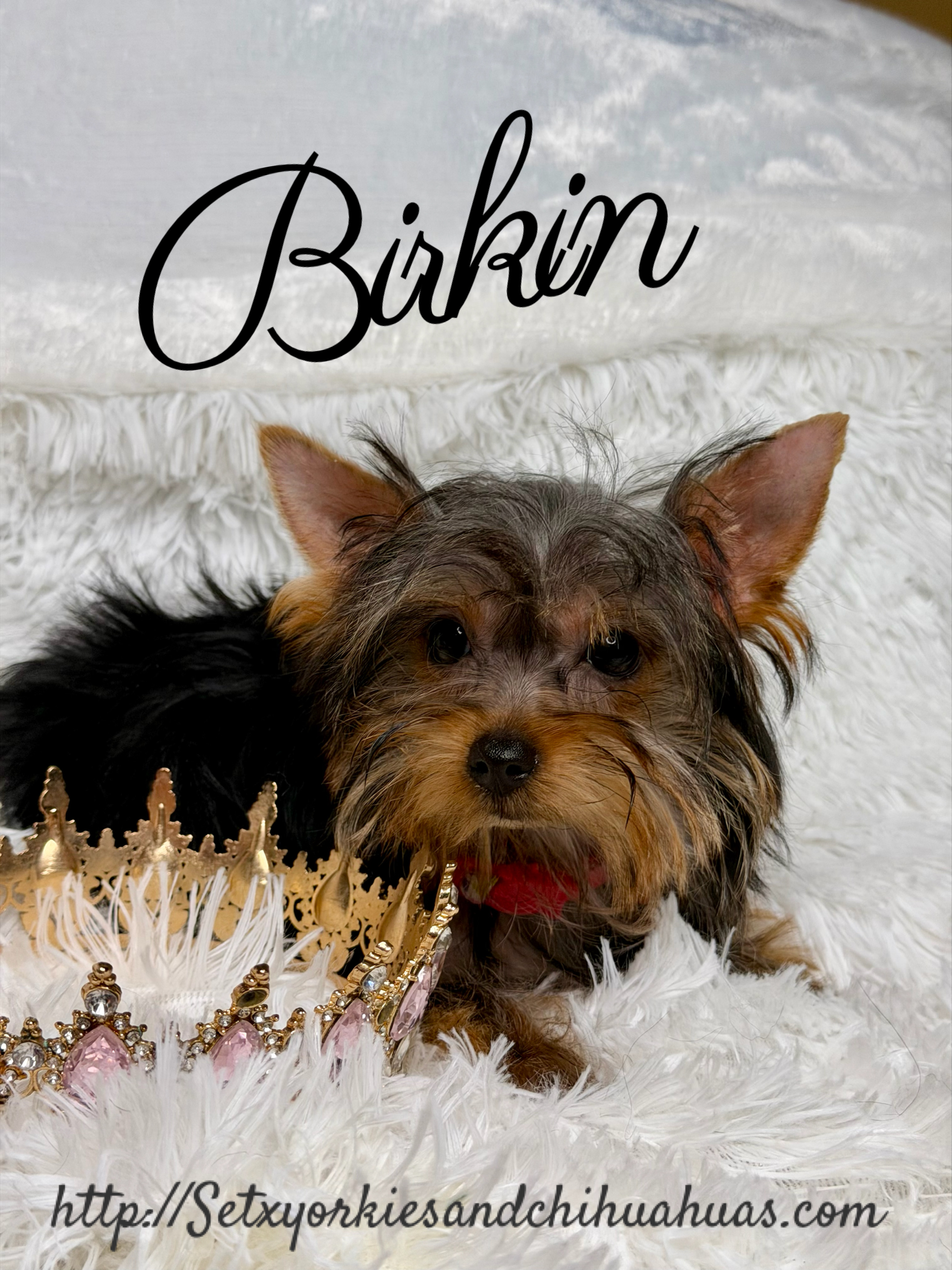 Southeast Texas Yorkies and Chihuahua Puppies
