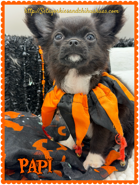 AKC Registered Yorkie and Chihuahua puppies - Southeast Texas Angel Face Yorkies and Charming Chihuahuas 