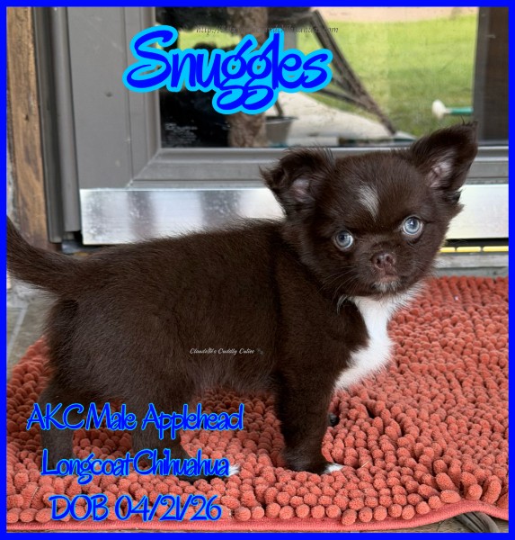 AKC Registered Yorkie and Chihuahua puppies - Southeast Texas Angel Face Yorkies and Charming Chihuahuas 