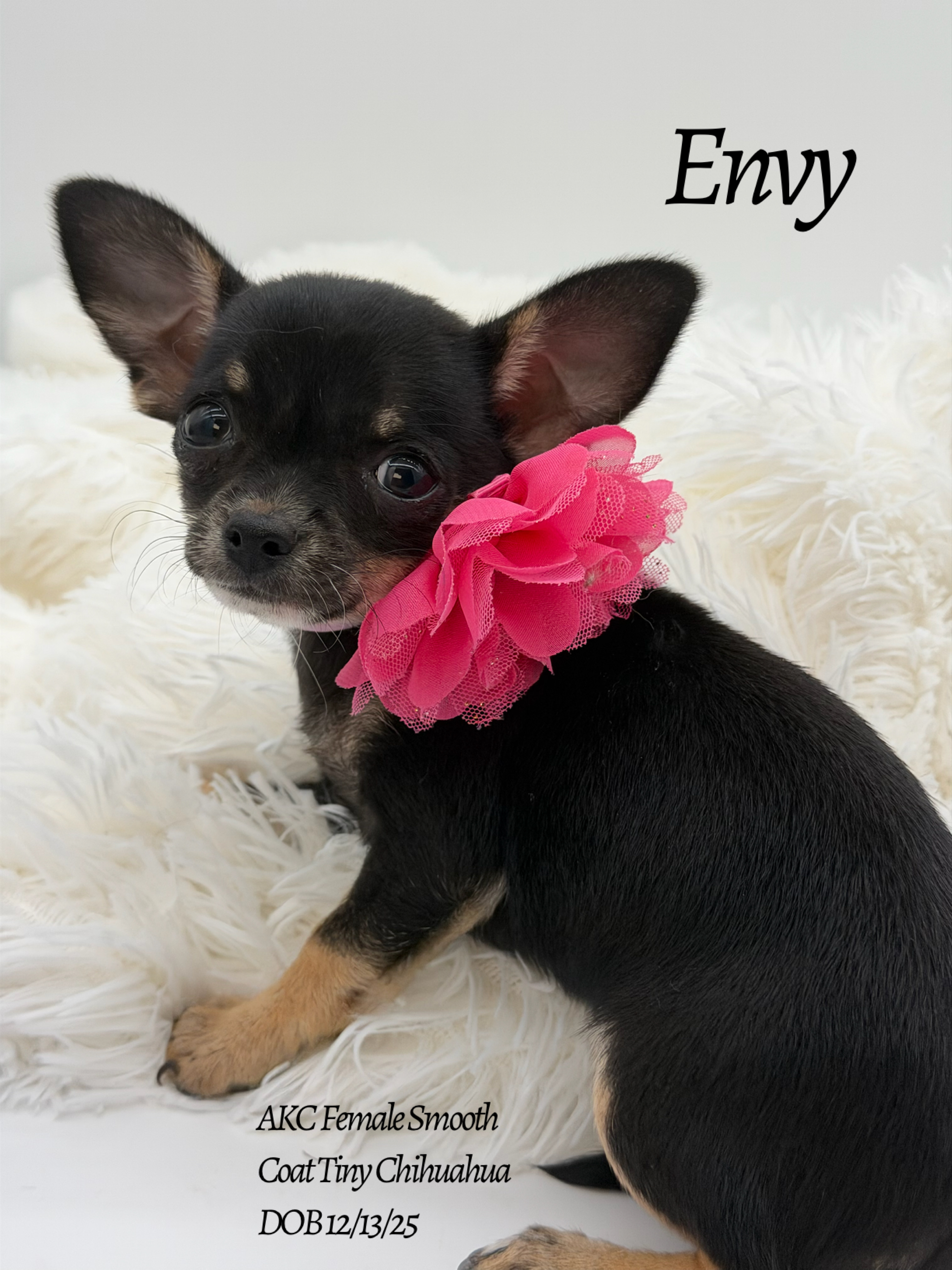 Southeast Texas Yorkies and Chihuahua Puppies for sale