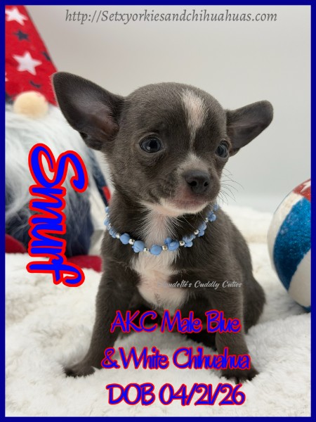 Southeast Texas Yorkies and Chihuahua Puppies
