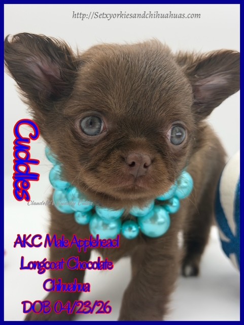 Southeast Texas Yorkies and Chihuahua Puppies