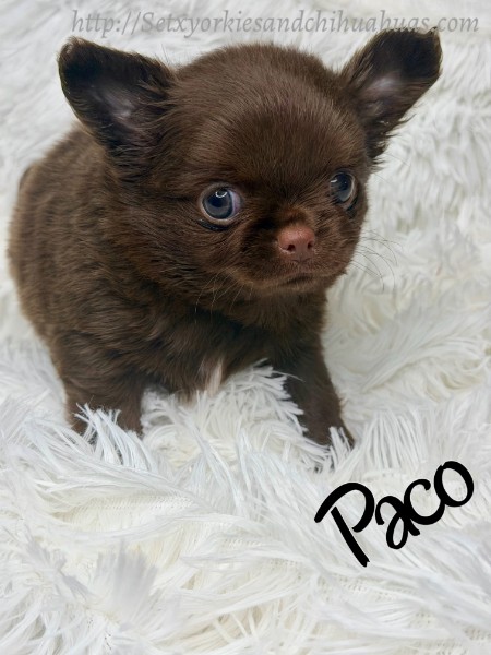 Southeast Texas Yorkies and Chihuahua Puppies for sale