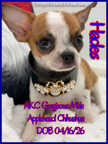 Southeast Texas Yorkies and Chihuahua Puppies