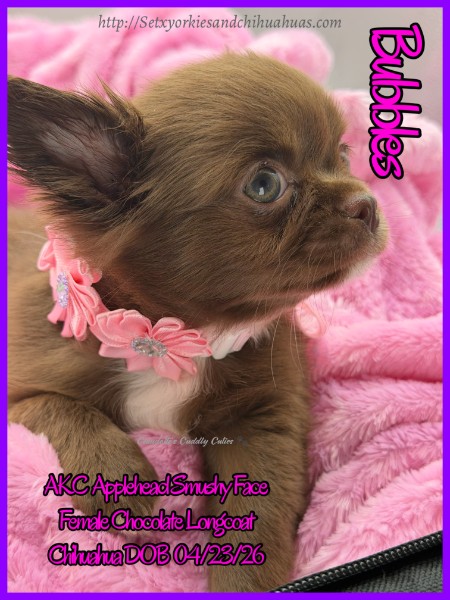 Southeast Texas Yorkies and Chihuahua Puppies for sale