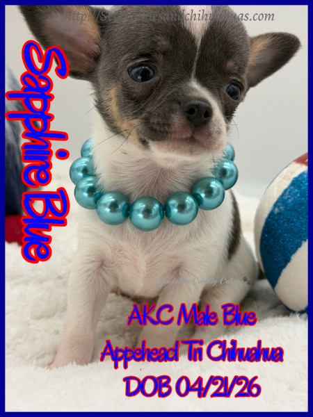 Southeast Texas Yorkies and Chihuahua Puppies for sale