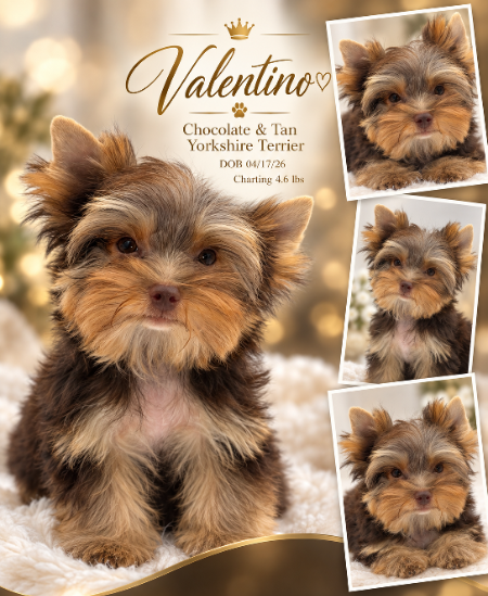 Southeast Texas Chihuahuas and Yorkies