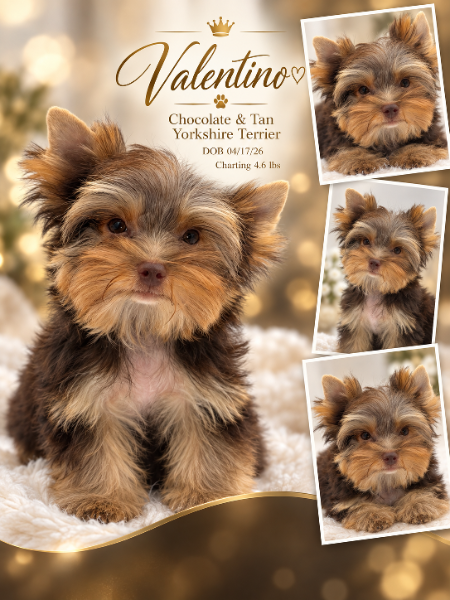 Southeast Texas Yorkies and Chihuahua Puppies