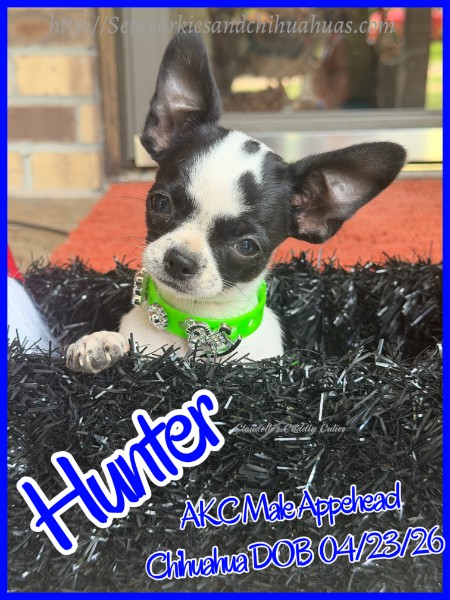 Southeast Texas Yorkies and Chihuahua Puppies for sale