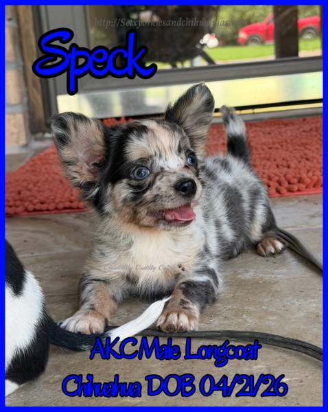 Southeast Texas Yorkies and Chihuahua Puppies