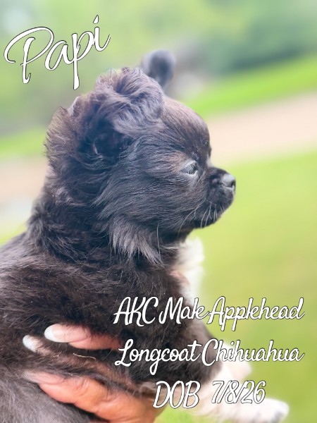 Southeast Texas Yorkies and Chihuahua Puppies for sale