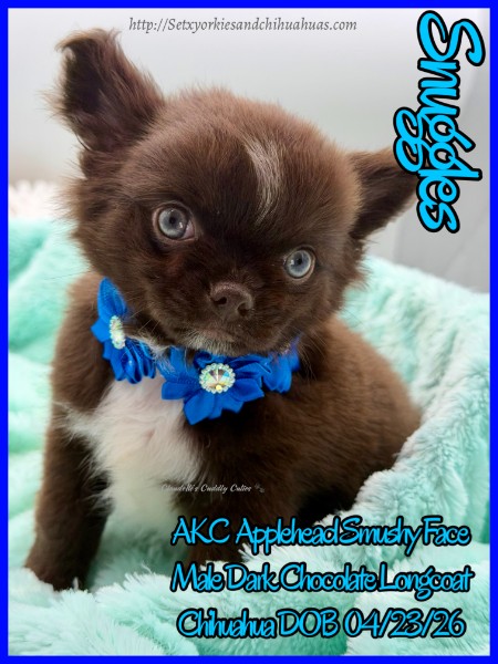 Southeast Texas Yorkies and Chihuahua Puppies for sale