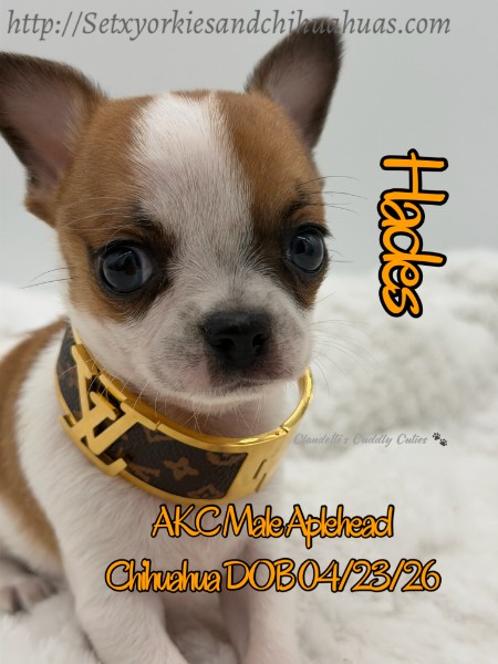 Southeast Texas Yorkies and Chihuahua Puppies for sale