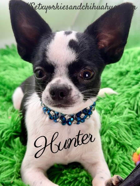 Southeast Texas Yorkies and Chihuahua Puppies for sale