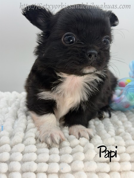 Southeast Texas Yorkies and Chihuahua Puppies for sale