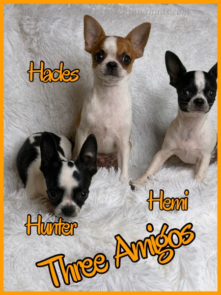 Three Amigos - Southeast Texas Chihuahuas and Yorkies